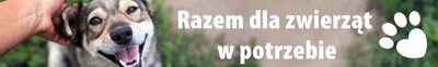 zdjęcie do
														 artykułu: POMAGAMY ZWIERZĘTOM